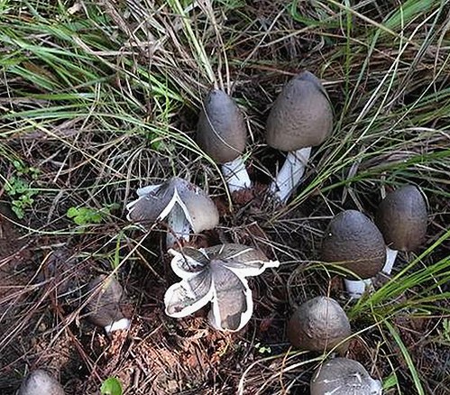 揭秘娱乐圈：吃瓜文化背后的真实与趣味